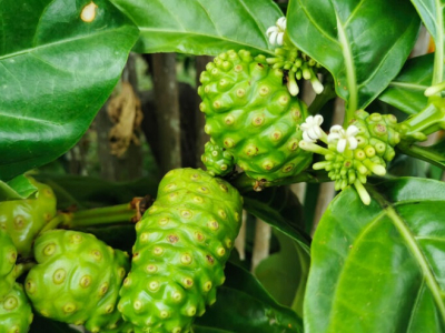 Công dụng của cây nhàu rừng