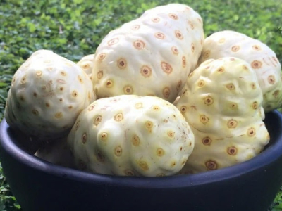 Công dụng của quả nhàu