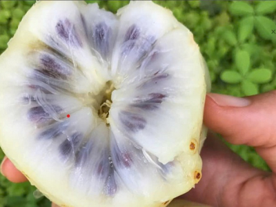 Công dụng tăng cường sức khỏe và ngăn ngừa lão hóa của nhàu