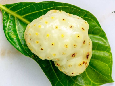 Nhàu: Cây dược liệu quý trong lĩnh vực làm đẹp