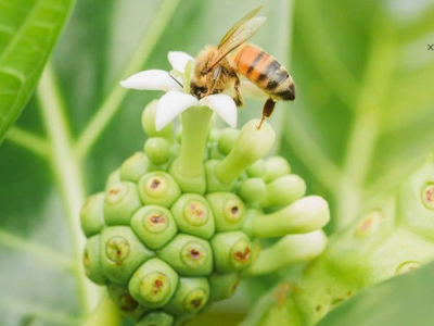 Nhàu có trong thành phần của các sản phẩm làm đẹp